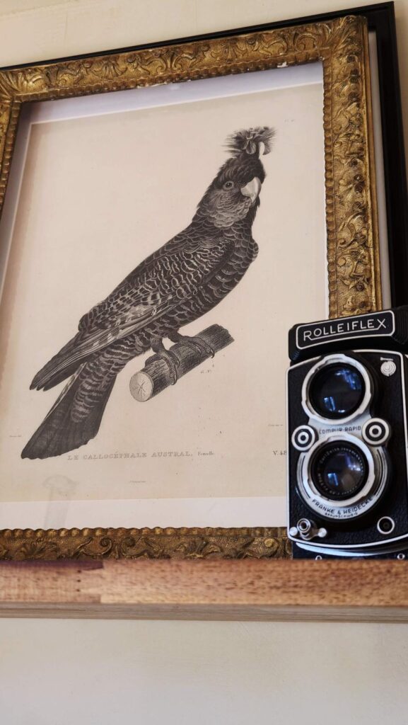 Gravure ancienne d'un cacatoès dans un cadre doré, à côté d'un appareil photo Rolleiflex ancien